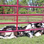 A newborn’s inability to stand has long been associated with either inadequate dam nutrition or trauma during birth, but recent research by Penn State University and the U.S. Department of Agriculture confirmed that a genetic defect can also cause the condition. | File photo