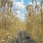 A drought-stunted wheat field.