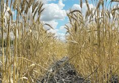 A drought-stunted wheat field.