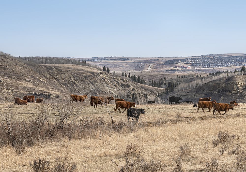 Saskatchewan Stock Growers Association president Garner Deobald said the steps taken so far, such as potential rent reductions on crown pasture, are helpful but don’t go far enough. Implementing AgriRecovery could free up money to help with purchasing feed and hauling it, he said, and give governments more flexibility to help. | Getty Images