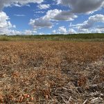 A large part of the Canadian Prairies is in drought, threatening canola, durum, spring wheat and other crops. | File photo