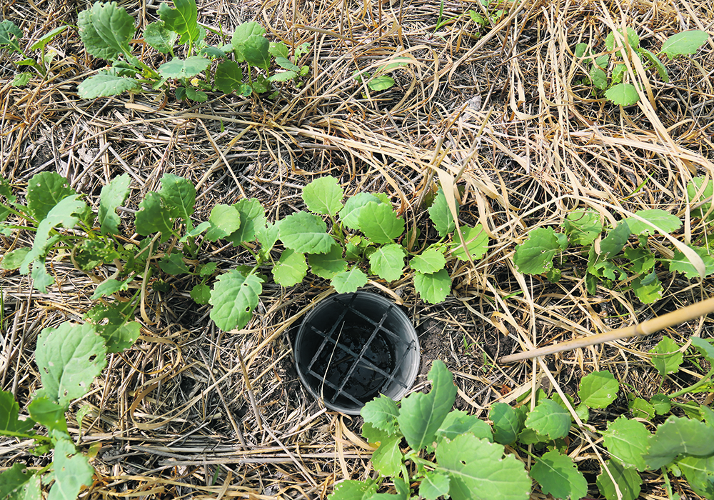 Pitfall traps used to sample flea beetles and ground predators are set up in canola plots with rye as a cover crop.  |  Mandeep Kaur photo