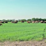 Research shows that most people experience some psychological effects from a disaster response, which includes depopulating herds due to a disease outbreak, such as the current bovine tuberculosis cases in Saskatchewan. | Jeannette Greaves photo