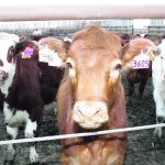 The Feeder Associations Guarantee Program helps younger producers obtain financing to buy livestock and raise them to market weight. | File photo