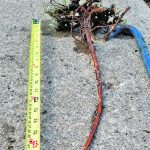 It took a lot of doing, but Helene Darnet, a volunteer with the Alberta Native Plant Rescue, was able to harvest this showy locoweed (Oxytropis splenden) and its 55 centimetre taproot. She is looking forward to a flamboyant display in her garden, as well as its outstanding ability to withstand dry landscapes. | Helene Darnet photo
