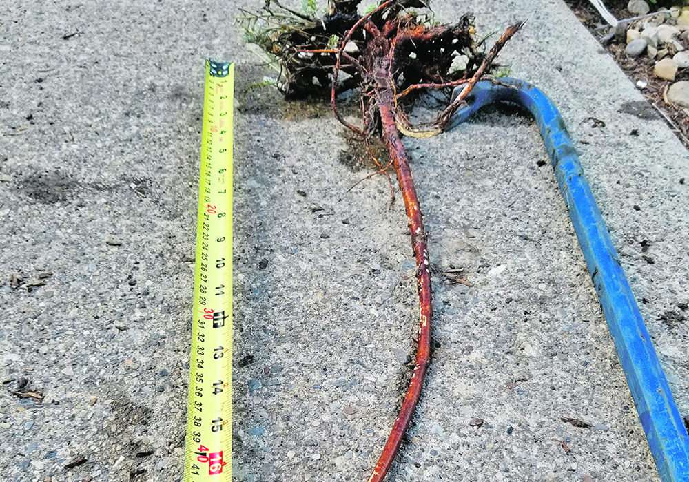 It took a lot of doing, but Helene Darnet, a volunteer with the Alberta Native Plant Rescue, was able to harvest this showy locoweed (Oxytropis splenden) and its 55 centimetre taproot. She is looking forward to a flamboyant display in her garden, as well as its outstanding ability to withstand dry landscapes.  |  Helene Darnet photo