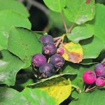 The saskatoons hung in such great purple bunches along the road allowance that the pail was full before the anti-picking pain set in. | File photo