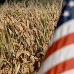 The USDA dropped its national average corn yield for 2023-24 to 177.5 bushels per acre, down from its forecast of 181.5 bu. a month ago. DTN lead analyst Todd Hultman thinks that is still too high. | File photo