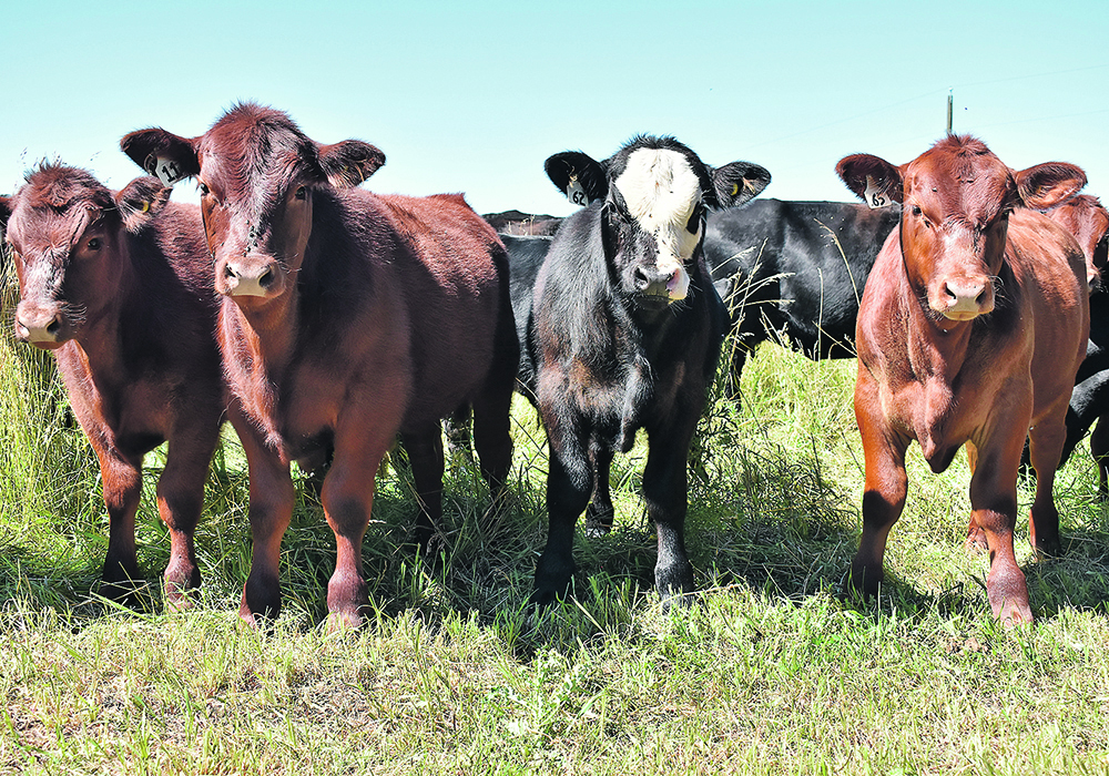 "Many producers across Saskatchewan are facing extraordinary costs to ensure their animals are taken care of," said agriculture minister David Marit. "We need to move quickly to consider all relief options, including an AgriRecovery assessment." | File photo