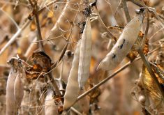 Ripe yellow pea plant with pods ready for harvest