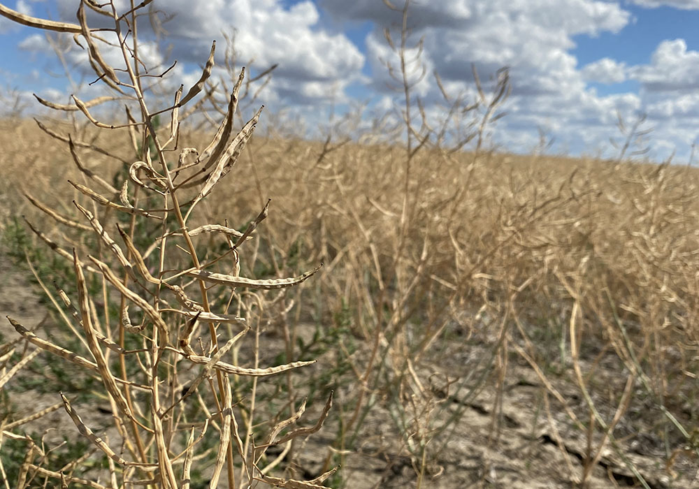 A desiccated canola plant in front of a drought-ravaged crop.