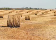 Round bales of straw in a stubble field.