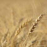 A wheat head in sharp focus with wheat field in the background