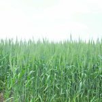 A green wheat field, headed out