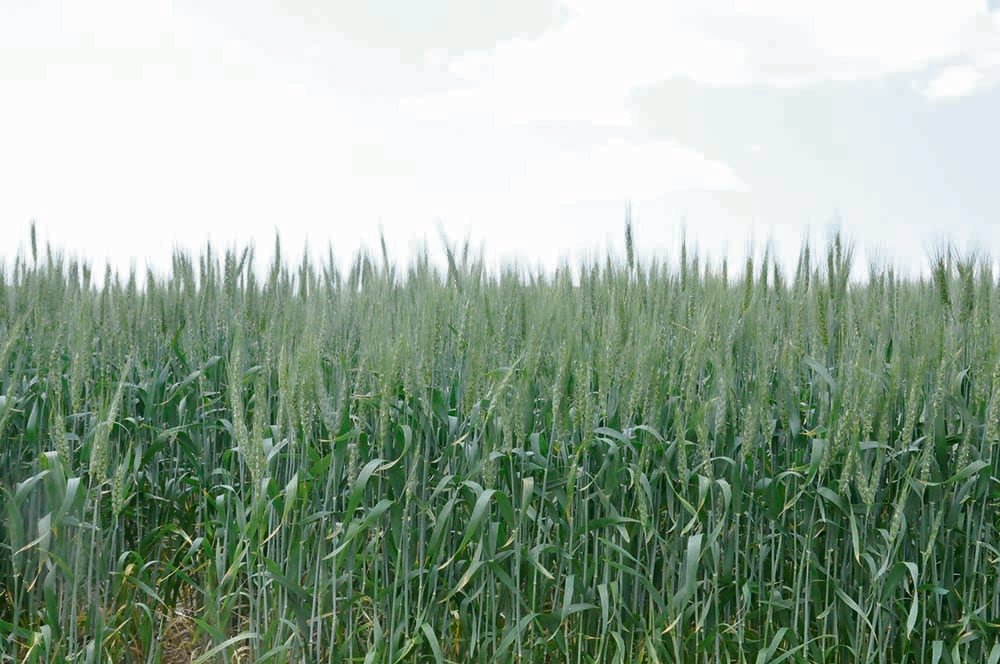 A green wheat field, headed out