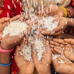 A circle of hands of Indian children with rice pouring over them.