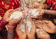 A circle of hands of Indian children with rice pouring over them.