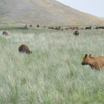 Cattle grazing on a grass covered plain backed with large grassy hills in the background.