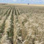 Research shows that a meandering jet stream could bring more frequent extremes of heat, drought and flooding. | File photo
