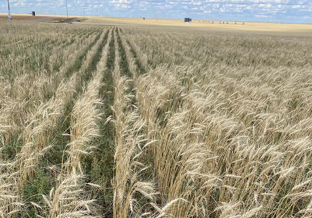 Research shows that a meandering jet stream could bring more frequent extremes of heat, drought and flooding.  |  File photo