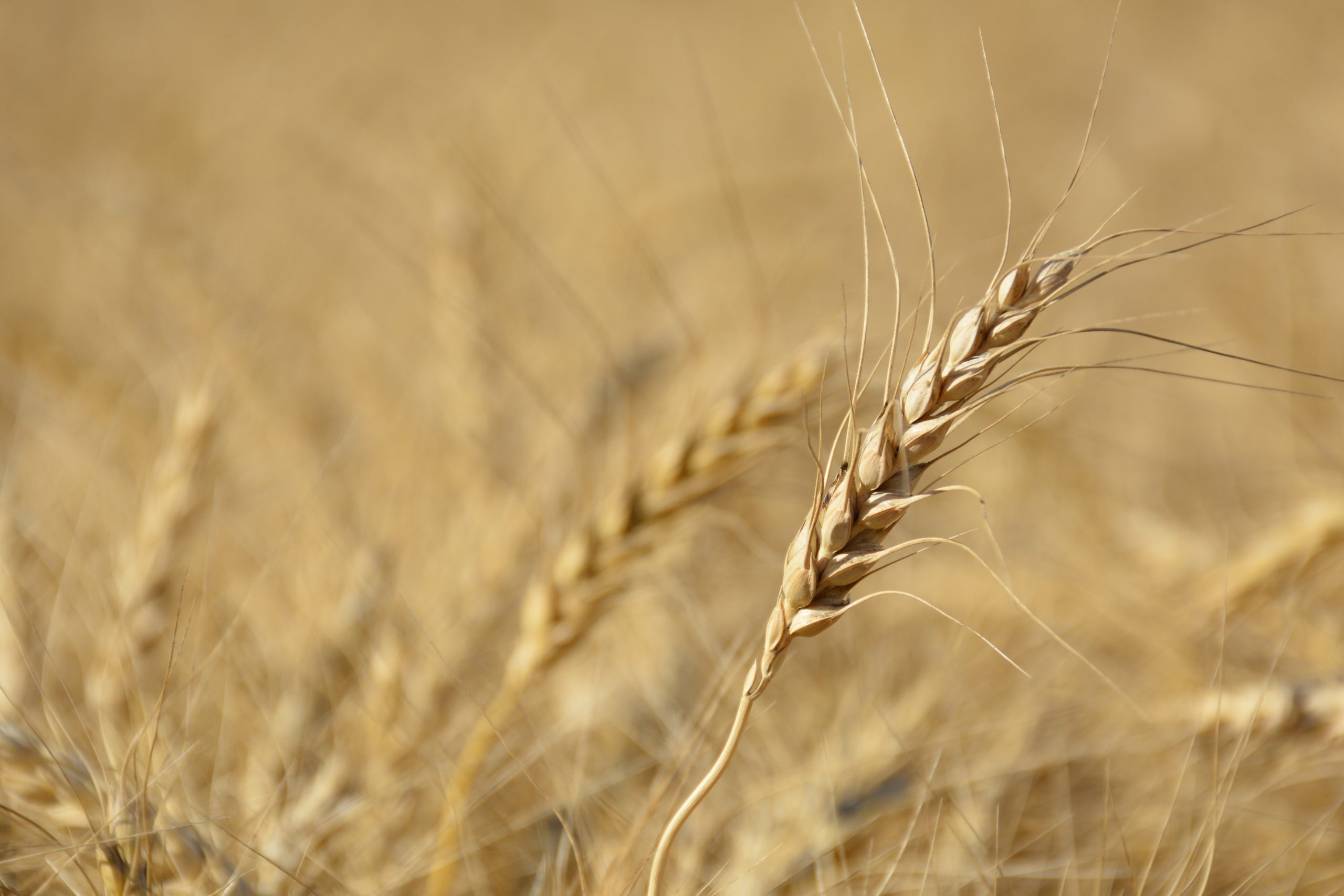 A head of wheat in focus with its field in the background.