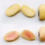 Soybeans split open to show yellow regular flesh and pink flesh in their interiors.