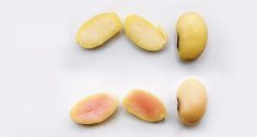Soybeans split open to show yellow regular flesh and pink flesh in their interiors.