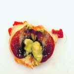 pus oozes from a amputated hoof on a white background
