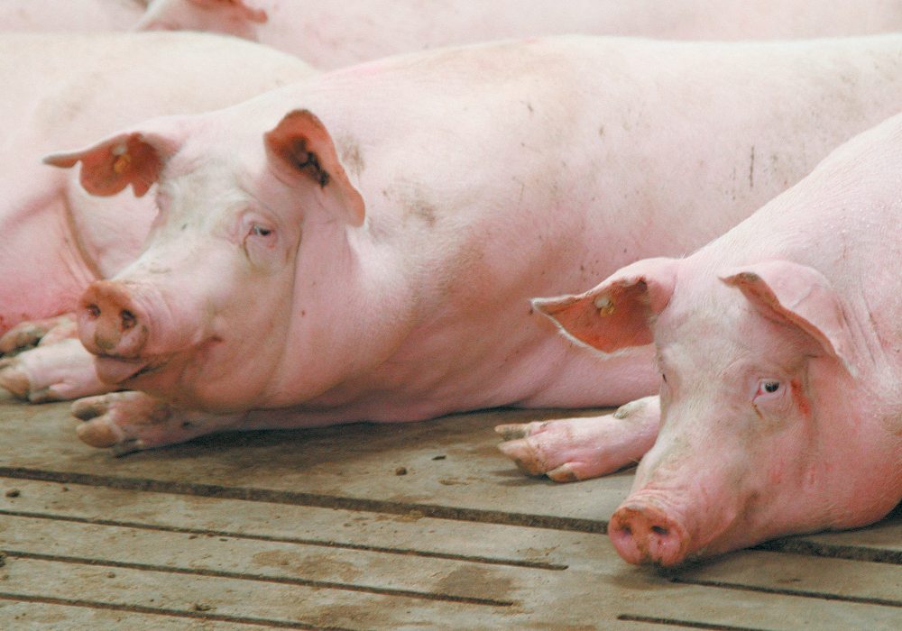 A couple of pigs laying down comfortably.