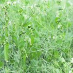 Lush green pea plants with flowers and pods upon them