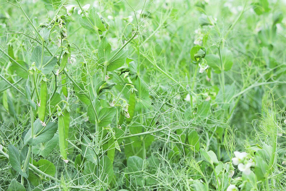 Lush green pea plants with flowers and pods upon them