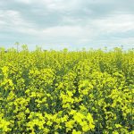 Close up of canola field with sky and clouds in the background