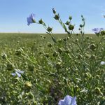 flax field closeup in flower and starting to pod out