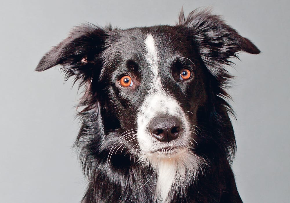 close up portait of a black and white border collie