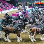 The four-horse hitch class assembles for the class presentations World Clydesdale Show.