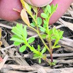close up of a tiny lentil plant among straw and soil, held by fingertips