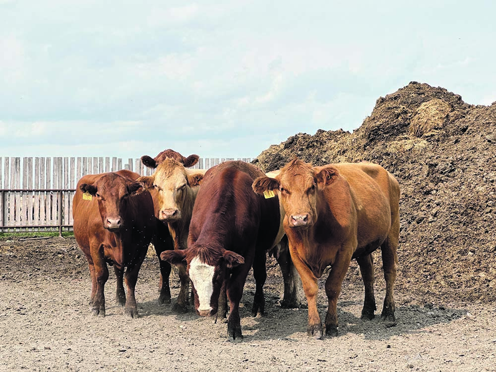Four beef cattle look towards the camera standing on the dirt of their pen.