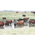 A group of cattle stand in the water of a dugout.