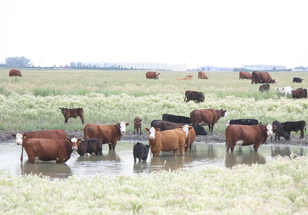 A group of cattle stand in the water of a dugout.