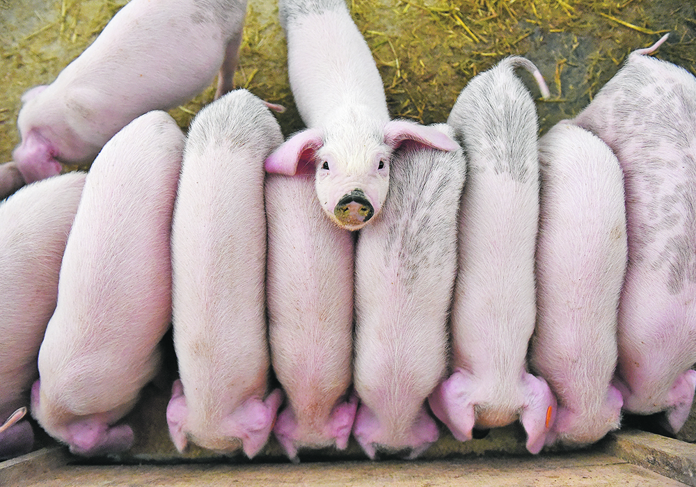 A row of young pigs at the trough seen from above, with one pig looking up