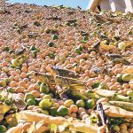 A view up the slope of a pile of peas, with several grasshoppers in the foreground.