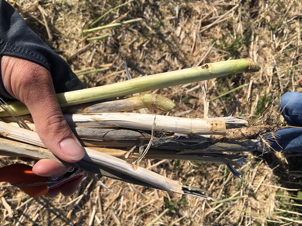 A hand holds healthy canola stalks along with those withered by verticillium infection.