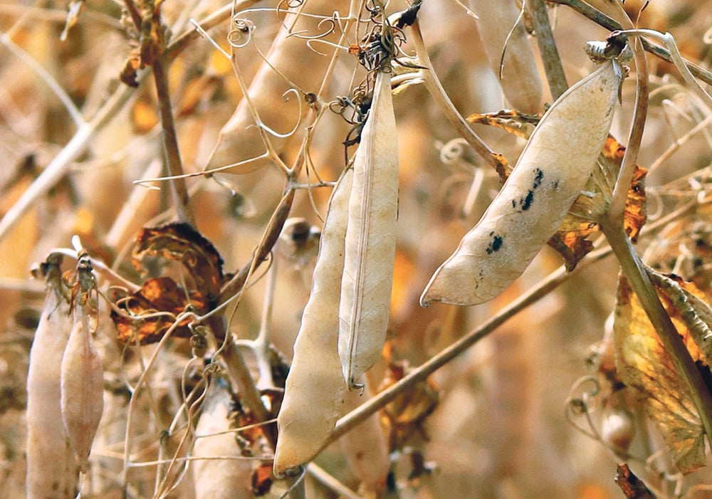 Close up view of ripe pea pods ready for harvest