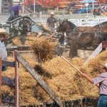 Gordon Nelson, left, of Austin, Man., steadies his team as his grandson, Landen Nelson, adds the last sheaves to the wagon, while other teams arrive at the threshing machines during the daily threshing race. Each day the gas engine team goes against the steam team. | Sandy Black photo