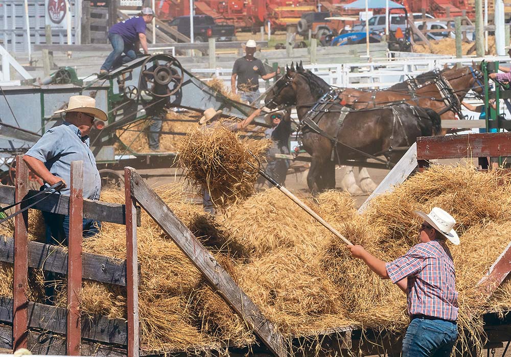 Gordon Nelson, left, of Austin, Man., steadies his team as his grandson, Landen Nelson, adds the last sheaves to the wagon, while other teams arrive at the threshing machines during the daily threshing race. Each day the gas engine team goes against the steam team. | Sandy Black photo