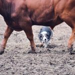 A canine competitor squares off with a steer during the cattle dog trials held at last month’s Ag in Motion farm show near Langham, Sask. | Alex McCuaig photo
