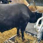 The BovineHub, a weigh scale from StrongBó Agritech, provides low-stress, accurate cattle weights using only the animal’s two front feet on the pad. | Holly McGill photo