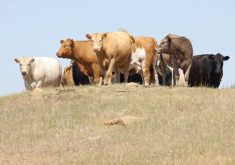 A group of cattle stand atop a hill surrounded by brown, dry pasture.