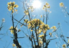 June was warm in many parts of the North American growing areas, but broadly speaking, July saw normal temperatures until recently, when highs in the U.S. Midwest approached 40 C and parts of the Canadian Prairies saw temperatures in the low to mid 30s. | File photo