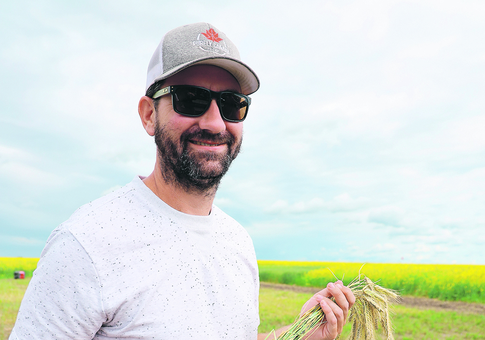 Matthew Enright, of Rosalind, Alta., holds hybrid rye he pulled from his field for his talk at the Battle River Research Group’s field day. Enright has added hybrid rye into his farm’s rotation.  |  Mary MacArthur photo